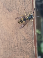 Vespula germanica
