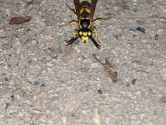 Vespula germanica