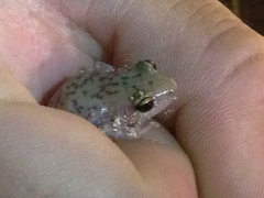 Eleutherodactylus marnockii