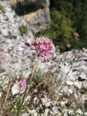 Allium psebaicum
