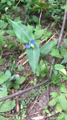 Commelina communis