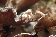 Pseudocyphellaria intricata