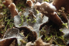 Pseudocyphellaria intricata