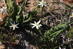 Pauridia serrata albiflora