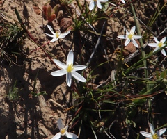 Pauridia serrata albiflora