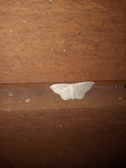 Geometridae