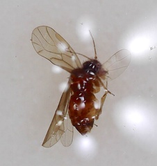 Ectopsocidae
