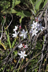 Hesperantha cucullata