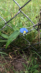 Commelina erecta