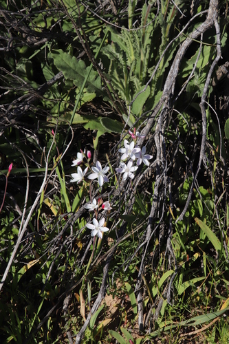 Image of Hesperantha cucullata by (c) Tony Rebelo, some rights reserved (CC BY-SA)