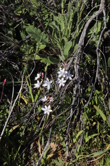 Hesperantha cucullata