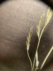 Eragrostis plana