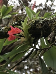 Fernandezia