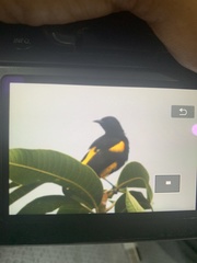 Icterus dominicensis