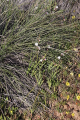 Hesperantha cucullata
