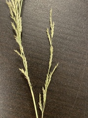 Eragrostis plana
