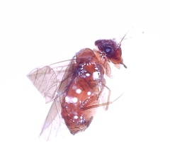 Ectopsocidae