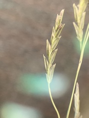 Eragrostis plana