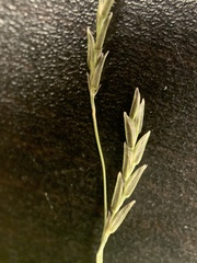 Eragrostis plana