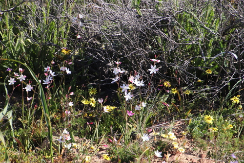 Image of Hesperantha cucullata by (c) Tony Rebelo, some rights reserved (CC BY-SA)