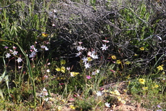 Hesperantha cucullata