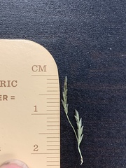 Eragrostis plana