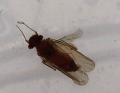 Ectopsocidae