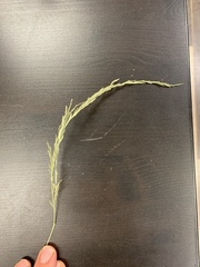 Eragrostis plana