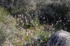 Hesperantha cucullata