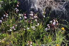Hesperantha cucullata