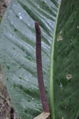 Anthurium ramonense
