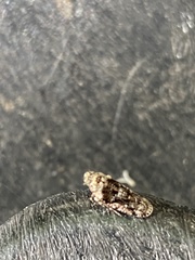 Catonia
