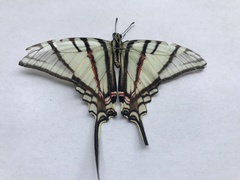 Protographium epidaus epidaus