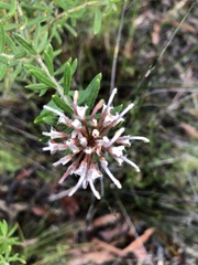 Grevillea phylicoides
