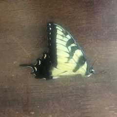 Papilio glaucus