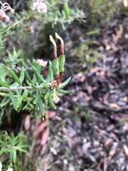 Grevillea phylicoides