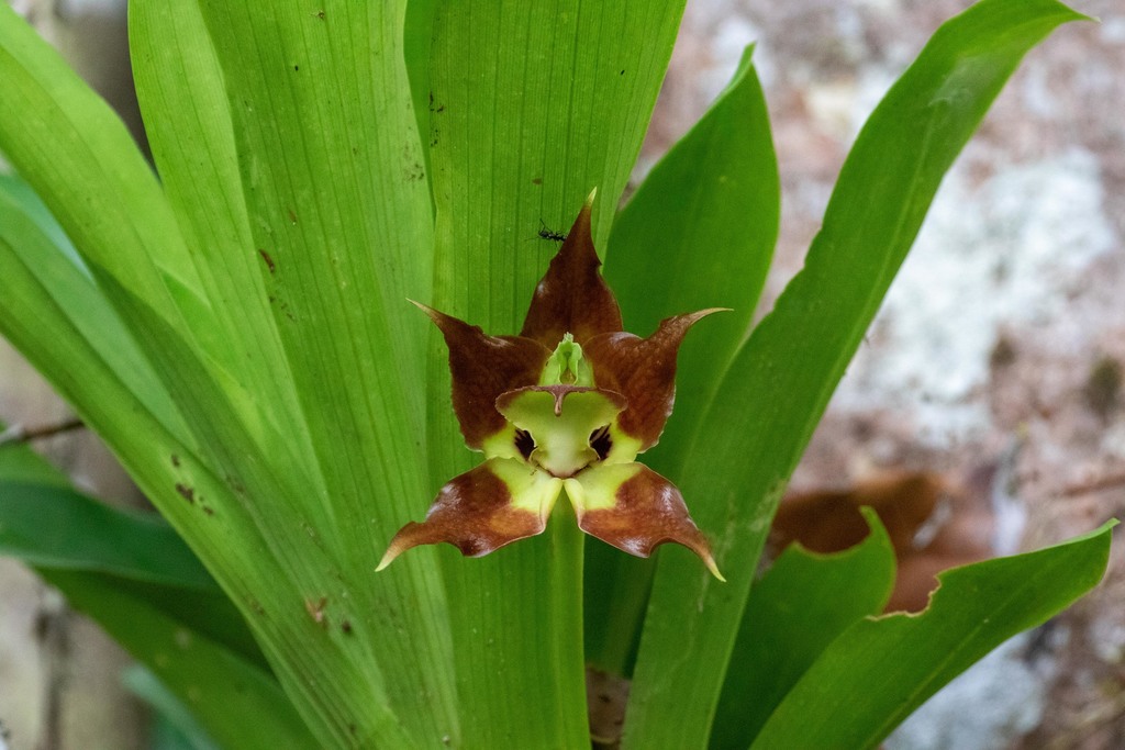 Huntleya vargasii