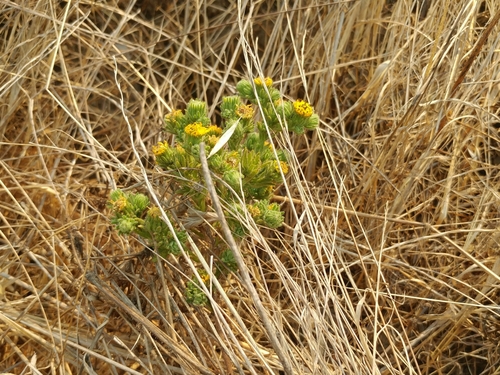 Image of Deinandra increscens by (c) Casey H. Richart, some rights reserved (CC BY)