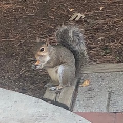 Sciurus carolinensis