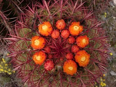 Ferocactus pilosus