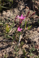 Hesperantha pauciflora