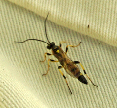 Ichneumon annulatorius