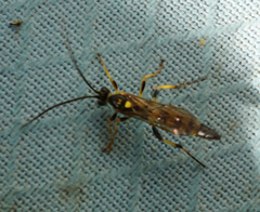 Ichneumon annulatorius