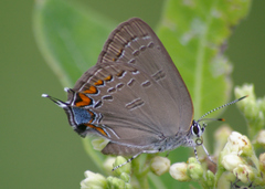 Satyrium edwardsii
