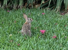 Sylvilagus floridanus