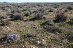 Brunsvigia bosmaniae