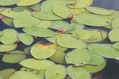 Polypedilum braseniae