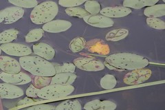 Polypedilum braseniae