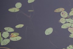 Polypedilum braseniae