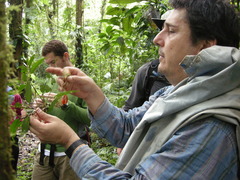 Swartzia costaricensis